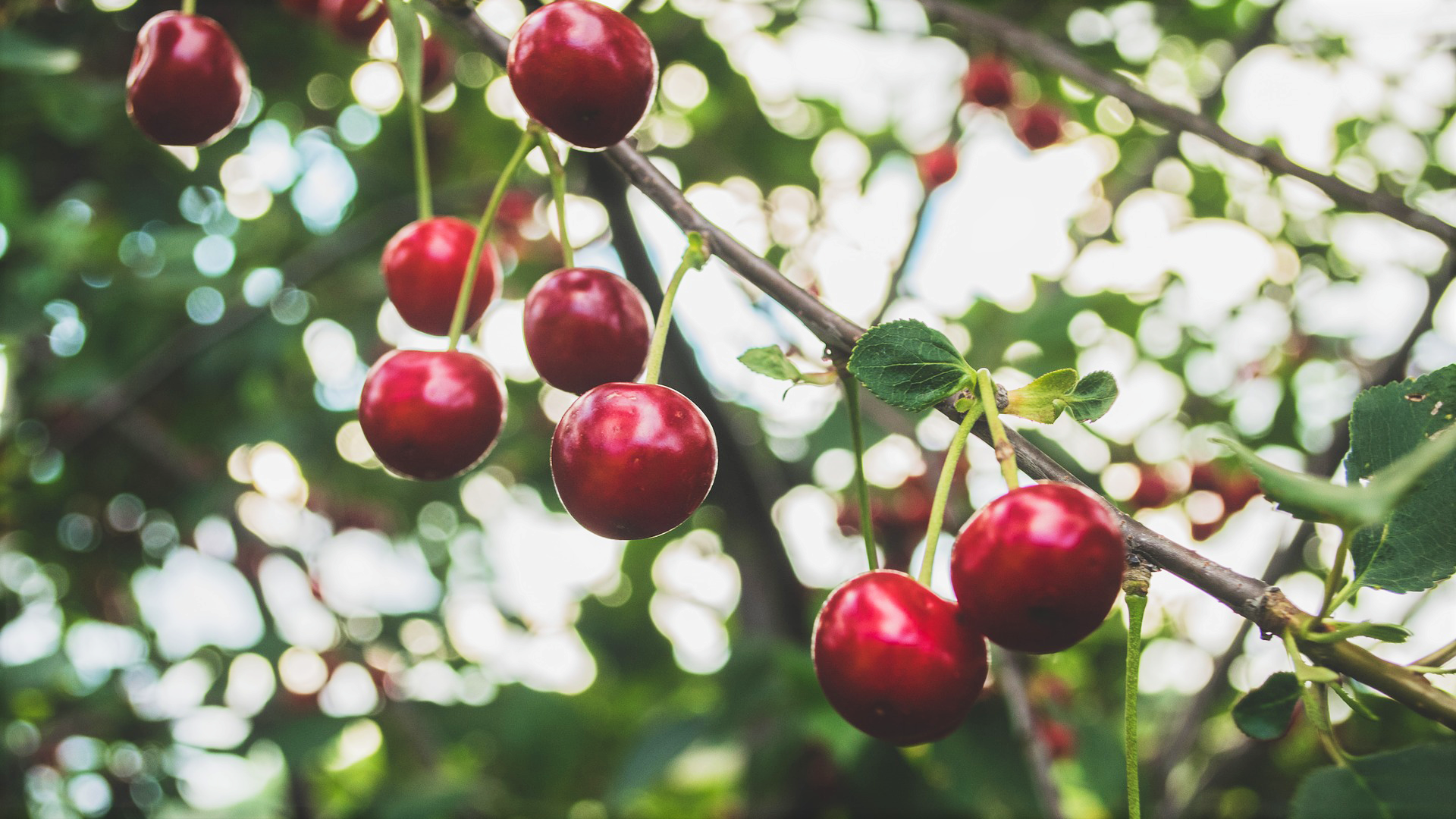 Červnová péče o třešně a příprava na sklizeň | HobbyRecepty.cz