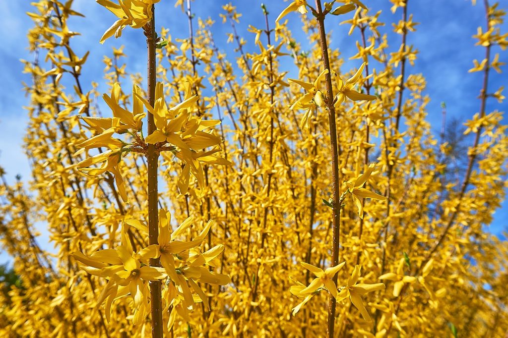 Zlatice, Forsythia