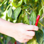 Chilli papričky – Koření pro krásu a do kuchyně
