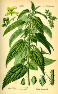 Kopřiva lékařská