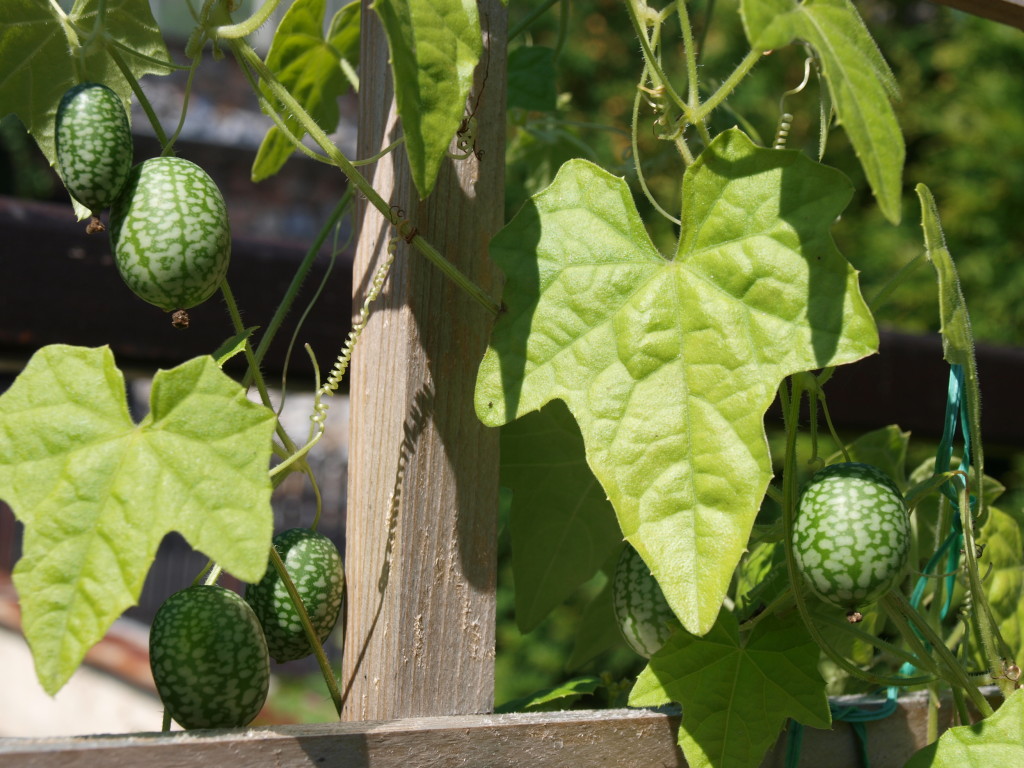 Cucamelon - listy a plody rostliny