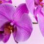 Orchideje – krásné a jednoduché