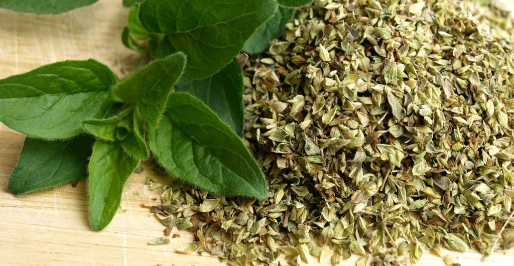 Oregano - dobromysl, čerstvá i sušená