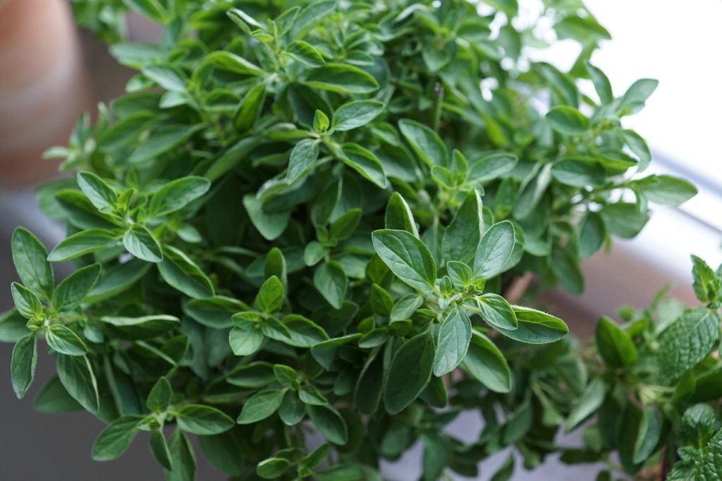 Oregano v květináči